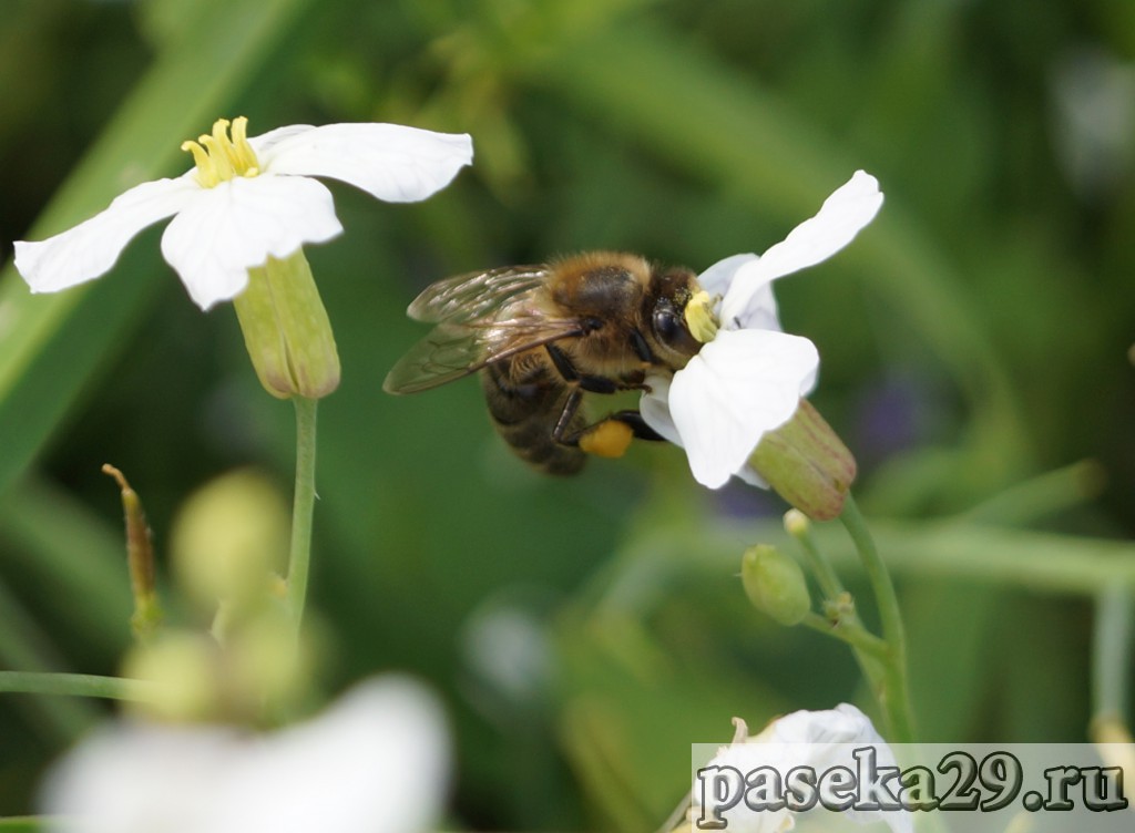 Как пчёлы собирают пыльцу