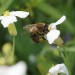 Как пчёлы собирают пыльцу