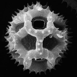 dandellion-pollen