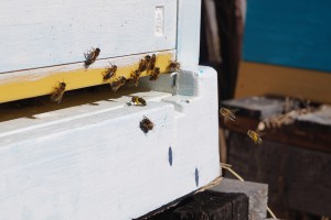 Весенний облёт пчёл