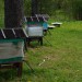 Поездка за пчёлами 2017