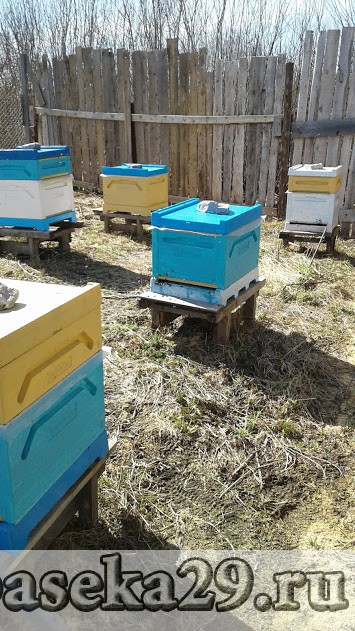 Первый массовый облёт пчёл 7 мая 2018 года