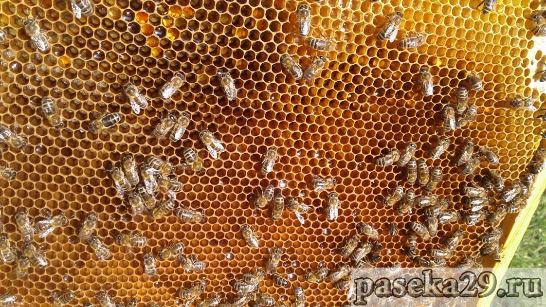 Как сделать отводок пчел?