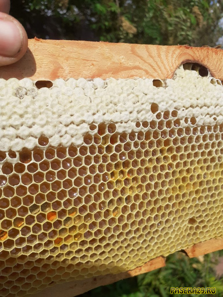Бактерицидные свойства мёда