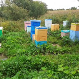 Как пчёлы поработали этим летом?