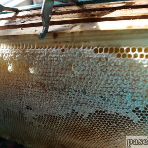 Медовая рамка с запечатанным мёдом