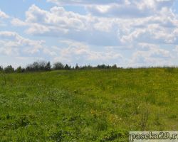 Окрестности пасеки в конце мая