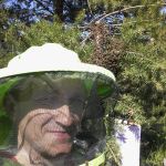 На сосне привился рой пчёл.