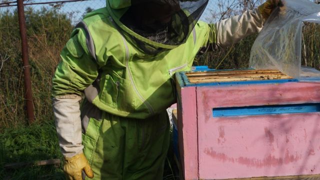 Проверка медовых корпусов