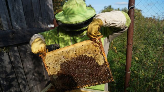 Проверка зрелости мёда