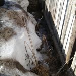 И всё же забор - значительно больший аккумулятор тепла.