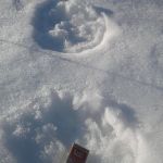 Следы росомахи рядом с пасекой. Хорошо, что самый крупный представитель куньих посетил нас задолго до выставки пчёл.