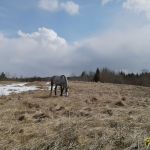 Соседи вывели лошадей на весеннее пастбище.