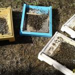 Донья с подмором