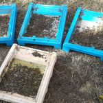 Донья с подмором