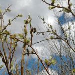 цветущая ива