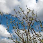 цветущая ива