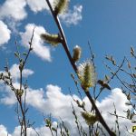 цветущая ива активно посещается пчёлами