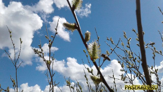 цветущая ива активно посещается пчёлами