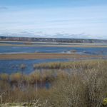 пойма Северной Двины в районе с. Кехта 20 мая 2020 года