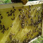 пчёлы отстраивают вощину