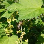 цветение красной смородины