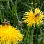 пчёлы на одуванчиках