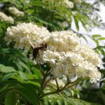 пчёлы на рябине