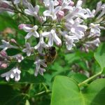 пчёлы на сирени