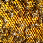 Первая массовая перга