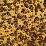 Расплод и нектар