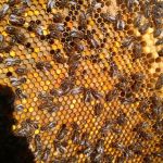 Разноцветная перга