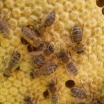 Пчёлы на расплоде