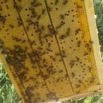 Расплодная рамка. Две пустые "дороги" - это места прохождения проволоки.