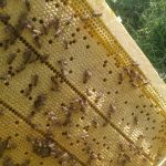 ещё расплодная рамка