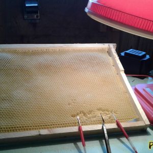 моё рабочее место: рамка с личинками и шпатели