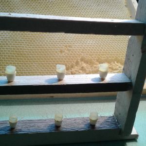 пластмассовые мисочки, в которые вставлены мисочки восковые