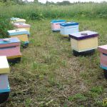 точок с отводками для молодых маток