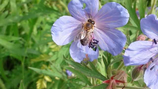 Пчела на луговой герани
