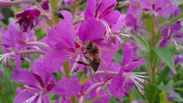 Пчела собирает нектар с иван чая
