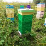 Пасека в конце июля