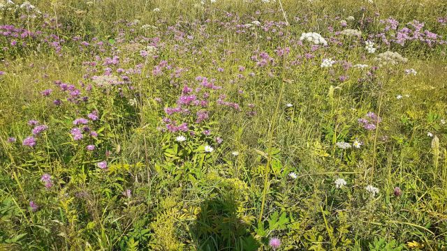 Луговое разнотравье