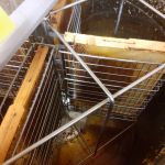 Медогон откачал первый мёд