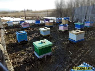 Пасека весной 2021 года Пасека весной 2021 года