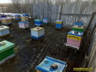 Пасека весной 2021 года Пасека весной 2021 года