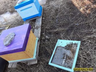 Дно улья с подмором, весна 2021 Дно улья с подмором, весна 2021