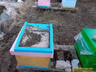 Дно улья с подмором, весна 2021 Дно улья с подмором, весна 2021