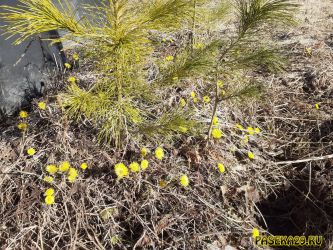 Мать-и-мачеха и молодые кедры Мать-и-мачеха и молодые кедры