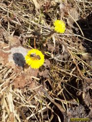 Пчёла на мать-и-мачехе, весна 2021 Пчёла на мать-и-мачехе, весна 2021