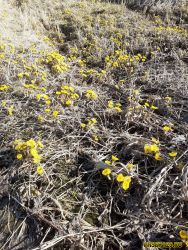 Плантации мать-и-мачехи весной 2021 Плантации мать-и-мачехи весной 2021